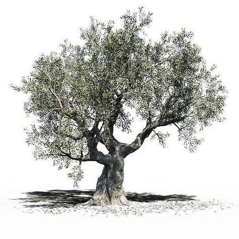 Greek Tree Tattoo, Olive Tree Background, Olive Tree Illustration Drawings, Olive Tree Photo, Ancient Olive Tree, Tree Sketches, Olive Tree, Oracle Cards, Arm Tattoo