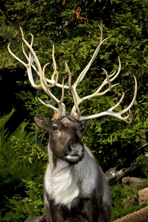 Male reindeer begin to grow antlers in February and females start in May. A male’s antlers typically drop off in November, while a female’s remain through winter until their calves are born in spring. If you’re following this logic, the presence of antlers on Christmas means Santa's reindeer are all girls. | 10 Festive Reindeer Facts Reindeer Photography, Reindeer Pictures, Reindeer Facts, Female Reindeer, Deer Species, Santa's Reindeer, Educate Yourself, Funny Animal Photos, San Diego Zoo