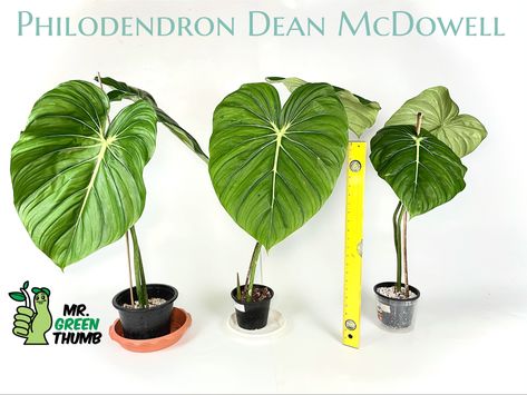 Philodendron Dean McDowell #philodendronmcdowell #philodendrondeanmcdowell #philodendron #rareplants #aroidaddicts Rare Plants, Green Thumb, Dean, Garden Plants, House Plants, Plants, Flowers