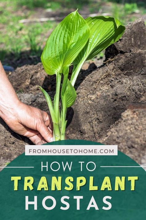 Hostas are one of the easiest ways to bring some beauty into your shade garden. These shade plants are perfect for gardens, porches and patios because they require little maintenance once established. Here you will find all the information that a novice gardener needs before planting Hostas: how do I plant them? Where should I grow my Hostas? How can I divide these beautiful flowers when necessary or transplant them where needed? Here's everything beginning gardeners need to know! | Gardening Plants In Shade, Transplanting Hostas, Divide Hostas, Transplant Hostas, Hosta Care, Greenhouse Construction, Plantain Lily, Courtyard Landscaping, Shade Shrubs