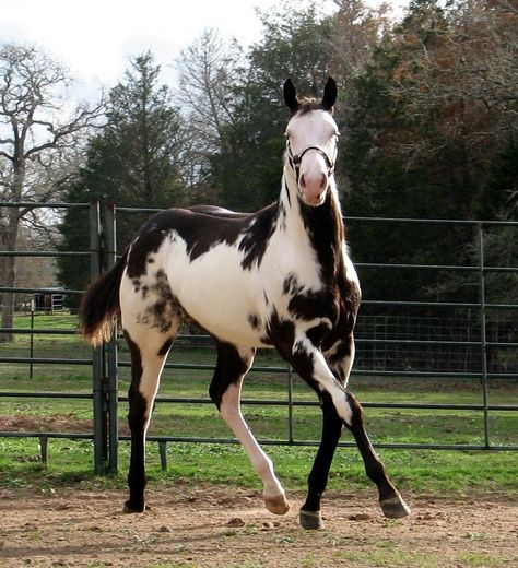 Tovero Paint Horse, Overo Horse, Paint Quarter Horse, Rabicano Horse, Brown And White Paint Horse, Baby Horse, Rare Horses, Horse Markings, American Paint Horse