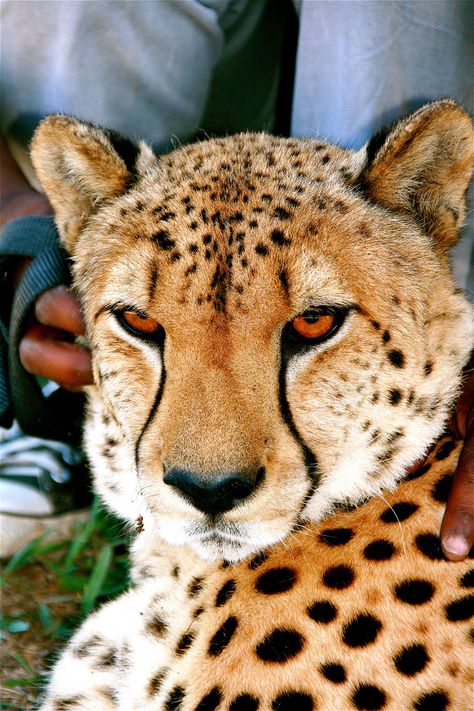 Cheetah Pictures, African Animals Photography, Rv Tour, Big Cat Family, Jungle Cats, African Cats, Cheetah Face, Cutee Animals, Bay Tree