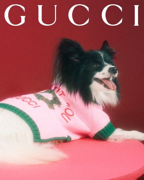 Gucci Pet Collection Is Introduced – WWD Gucci Pet, Dog Snapchats, Luxury Pet Beds, Accessories For Dogs, Animal Photoshoot, Dog With Glasses, Dog Branding, Designer Dog Clothes, Pet Sweater