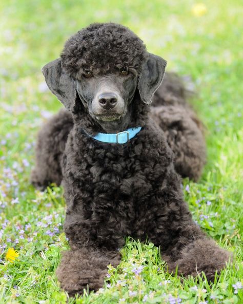 Vinnie. Standard Poodle Grooming, Teddy Bear Poodle, Poodle Haircut Styles, Toy Poodle Haircut, Standard Poodle Haircuts, Poodle Hair, Poodle Haircut, Poodle Cuts, Poodle Grooming