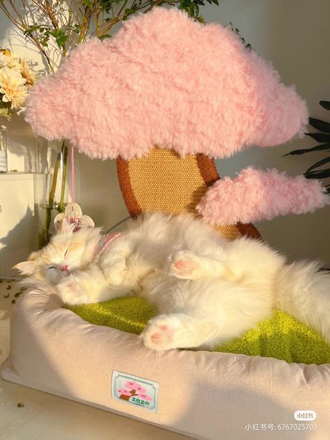 Cat Beds Aesthetic, Birthday Sanrio, Cat Room Decor, Cat Area, Pet Things, Cats Stuff, Cat Images, Cat Cushion, Angry Cat