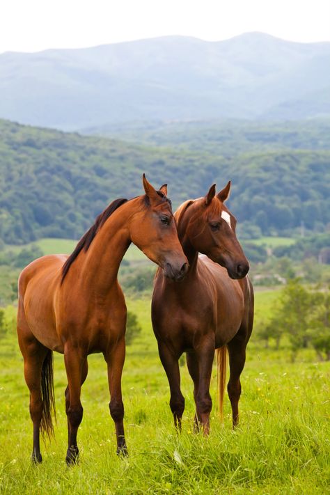 Horse Facts There are about 75 million horses in the world. Check out our fun horse facts for kids and enjoy learning a wide range of amazing information about horses 2 Horses Together, Horse Facts For Kids, Horses Together, Horse Oc, Animal Facts Interesting, Horse Background, Aesthetic Animals, Horse Coat Colors, 3 Horses