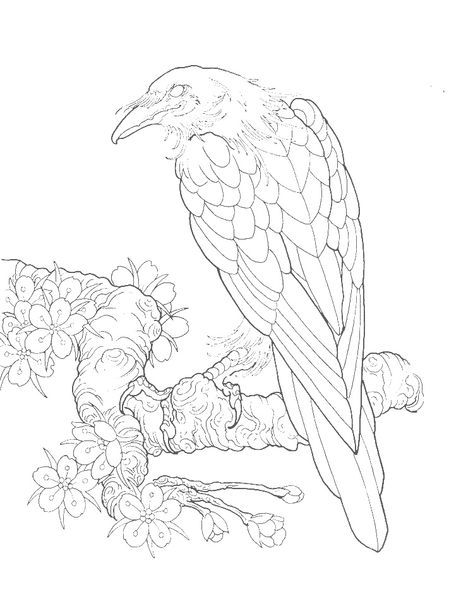 Raven Outline Drawing, Bird Of Prey Drawing, Raven Tattoo Outline, Raven Tattoo Stencil, Raven Art Drawing, Crow Drawing Simple, Crow Drawing Sketch, Raven Coloring Pages, Raven Outline