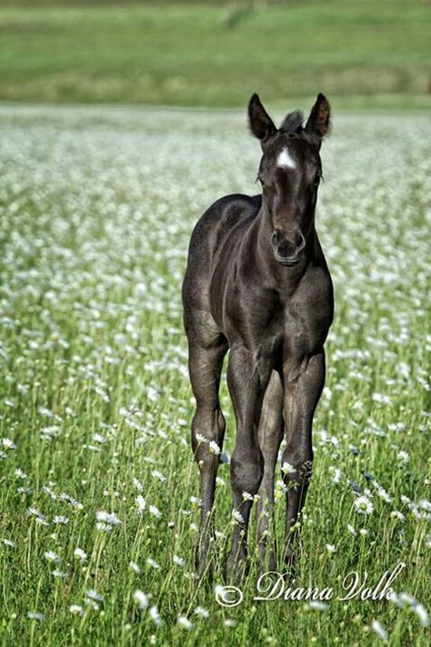 :: Horse Foal, Have A Wonderful Weekend, Black Horses, Baby Horses, Horse Ranch, All The Pretty Horses, Wonderful Weekend, Cute Horses, Robin Williams