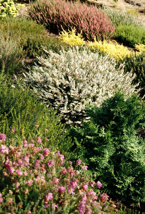 Outdoor Shrubs, Garden Landscape Ideas, Heather Gardens, Heather Flower, Heather Plant, Flowering Bushes, Garden Landscape, Nature Garden, Front Yard Landscaping Design