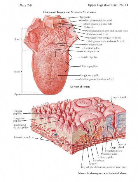 pediagenosis, science, anatomy, human anatomy, organ, physiology, Emergency, head, cell, neck, cardiovascular, respiratory, nervous, thorax Tongue Anatomy, Lingual Tonsils, Digestive System Anatomy, Dental Hygiene School, Facial Nerve, Basic Anatomy And Physiology, Medical Student Study, Tongue Health, Human Body Anatomy