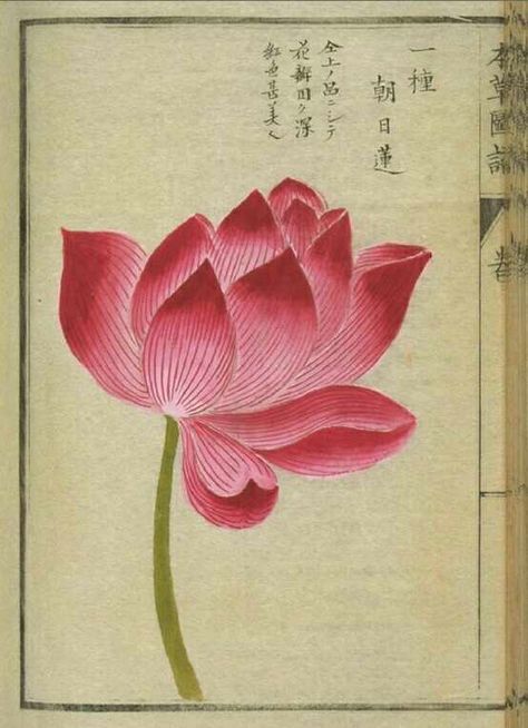 Lotus Japanese Art, Japanese Lotus Painting, Honzo Zufu, Japanese Lotus Flower, Lotus Flower Illustration, Vintage Lotus Flower, Japanese Lotus, Asian Style Art, Lotus Painting