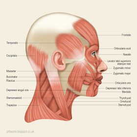 Jeff Searle: Muscles of the head and neck Face Muscles Anatomy, Facial Muscles Anatomy, Neck Muscle Anatomy, Muscles Of Facial Expression, Human Anatomy Chart, Muscle Diagram, Head Muscles, Human Muscle Anatomy, Muscles Of The Face