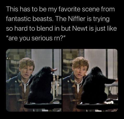 The Fantastic Beasts Aesthetic, Fantastic Beasts Memes Funny, Fantastic Beasts Funny, Harry Potter And The Cursed Child Fanart, Fantastic Beasts Aesthetic, Newt Scamander Fan Art, Niffler Fantastic Beasts, Fantastic Beasts Hogwarts, Fantasic Beasts