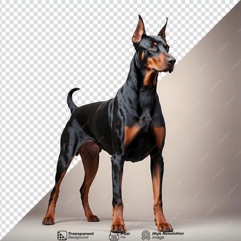 Premium PSD | Doberman isolated on transparent background Psd Icon, Iconic Photos, Doberman, Vector Photo, Pet Birds, Graphic Resources, Transparent Background, Vector Images, Birds