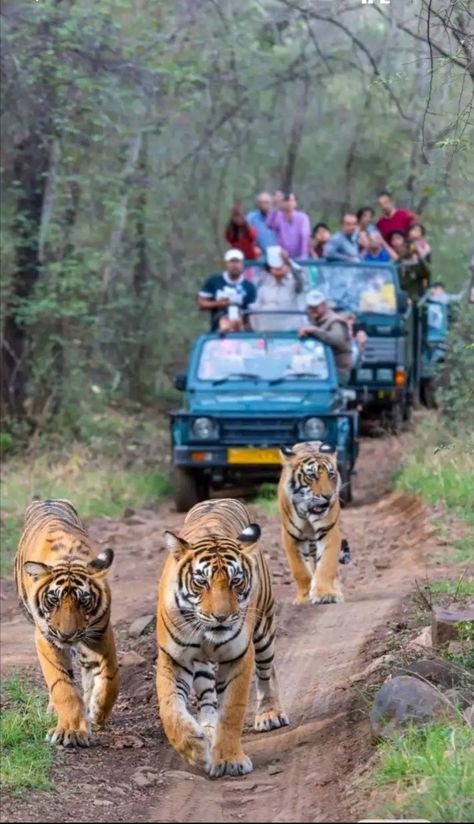 Come to 🌱Kaziranga National park in India ♥️🍀 Wildlife Of India, Jim Corbett National Park, Jim Corbett, Wild Tiger, National Park Photos, Animals Amazing, Wildlife Safari, Bengal Tiger, Wildlife Park