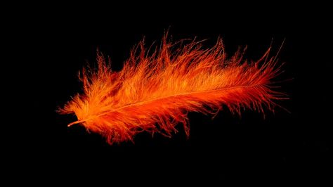 Feather, Bird Feather, Orange, Colorful, Tender, Fine Random Lines, Feather Meaning, Feather Bird, Bird Feather, Bird Seed, Deep Meaning, Bird Photo, Nature Images, The Meaning