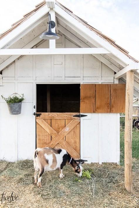 Check out this amazing simple and stylish white and rustic goat house!  Looking for goat shed ideas? We combined function, along with a rustic dutch door, a stylish solar light, rustic shake roof, white board and batten, and so much more to create a simple but stylish goat house! Also includes a gorgeous cupola on the top of the roof! Goats House Ideas, Cute Goat House Ideas, Goat House Ideas For Winter, Build A Barn On A Budget, Goat Stable, Mini Barn Ideas, Mini Goat Barn, Sheep House Ideas, Chicken And Goat Barn