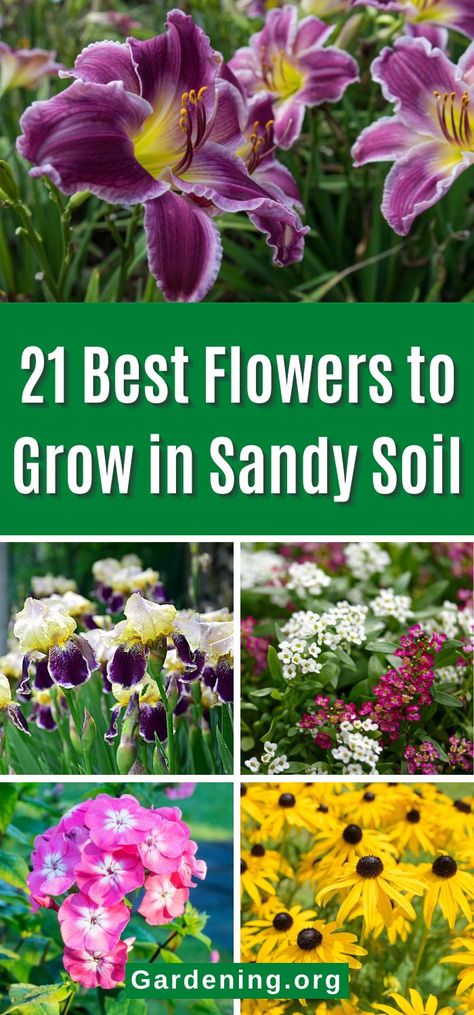 Planting In Sandy Soil, Florida Flowers, Beautiful Flower Garden, Flowers To Grow, Fence Plants, Vegetable Garden For Beginners, Best Flowers, Easy Landscaping, A Beautiful Flower