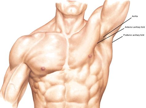 Arms Raised Reference, Raised Arm Drawing Reference, Pec Anatomy, Pec Muscles Reference, Arm Raised Reference, Raised Arm Reference, Male Arms Reference, Arm Up Pose, Anatomy Reference Arms Up