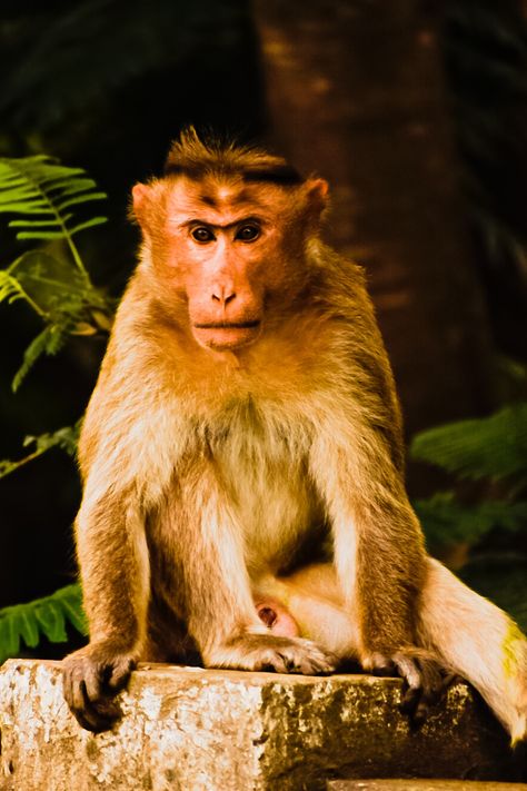 #monkey #monkeys #animals #wildlife #nature #animal #photography #love #monkeysofinstagram #art #wildlifephotography #naturephotography #zoo #travel #cute #animalphotography #ape #photooftheday #primate #instagram #memes #travelphotography #monyet #monkeylove #babymonkey #animallovers #affe #instagood #funny #bhfyp Bali Monkey, Indian Monkey, Monkey Pet Aesthetic, Funny Monkey Memes, Indian Monkey Photography, Monkey Memes Humor, Baby Monkey, Primates, Wildlife Photography