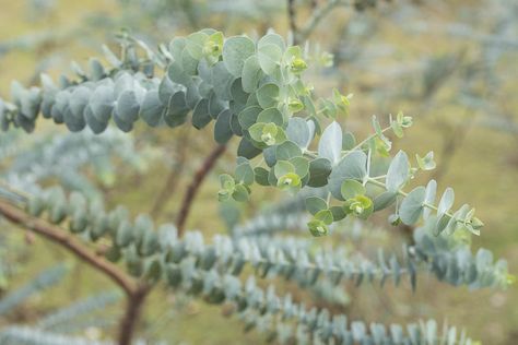 Eucalyptus pulverulenta 'Baby Blue' (Florist Silver Dollar) Silver Plants, Preserve Herbs, Baby Blue Eucalyptus, Eucalyptus Radiata, Cut Garden, Guerrilla Gardening, Plantas Interior, Blue Eucalyptus, Farm Flowers