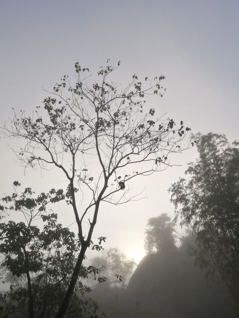 Cold Wind | Dried Trees | Heaven | Foggy morning | Fog | Cold Morning Fog Aesthetic, Cold Morning Aesthetic, Foggy Morning Aesthetic, Winter Morning Aesthetic, Foggy Weather, Morning Aesthetic, Morning Fog, Freezing Cold, Cold Morning