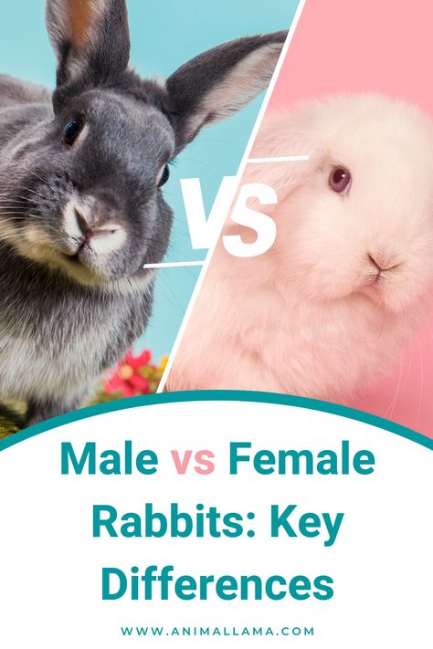 male vs female rabbits Female Rabbit Names, Types Of Bunny Breeds, Pros And Cons Of Owning A Bunny, How To Bond With Your Rabbit, Facts About Rabbits, Rabbit Facts, Mini Rex Rabbit, Rabbit Behavior, Rabbit Information