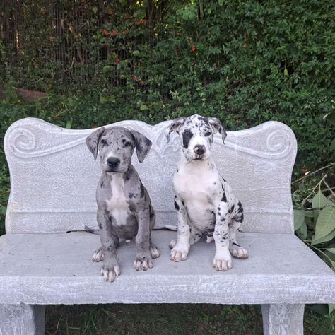 Great Dane Black And White, Great Dane Puppy Aesthetic, Great Dane Aesthetic, Baby Great Dane, Grey Great Dane, White Great Dane, Aesthetics Hairstyles, Blue Great Danes, Animals Aesthetic