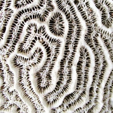 Coline Bavois on Instagram: “Inspiration, dead coral reef #texture #corail #coral #white #embroidery #textileart #web #reseau” Coral Reef Art, Healthy Supper Recipes, Evening Meals, Wholesome Food, Patterns In Nature, Coral Reef, Natural Food, Sea Life, Textile Art