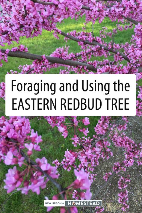 Eastern Redbud Tree, Medicinal Herbs Remedies, Herbs Remedies, Food Forest Garden, Herb Life, Wild Foraging, Tea Remedies, Eastern Redbud, Wild Food Foraging