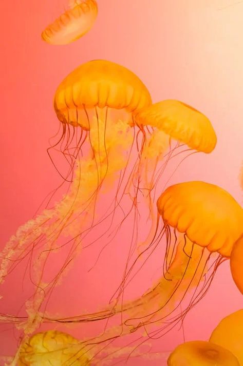 Close-Up Photograph of Orange Jellyfish · Free Stock Photo Pink And Orange Aesthetic, Orange Widget, Jellyfish Facts, Summer Widgets, Wallpaper Pink And Orange, Orange Mermaid, Jellyfish Drawing, Orange Icons:), Aesthetic Orange