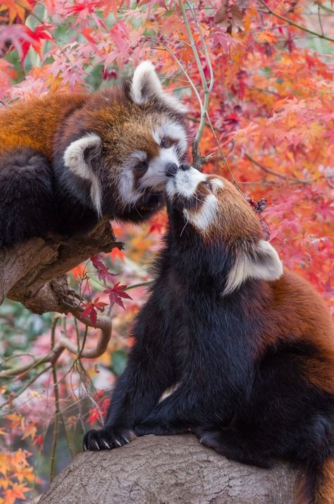 Red Panda Wallpaper, Red Pandas, Red Panda And Raccoon, Raccoon And Red Panda, Racoon And Red Panda, Red Panda Images, Red Panda Eating, Red Panda Photography, Red Panda Threatening