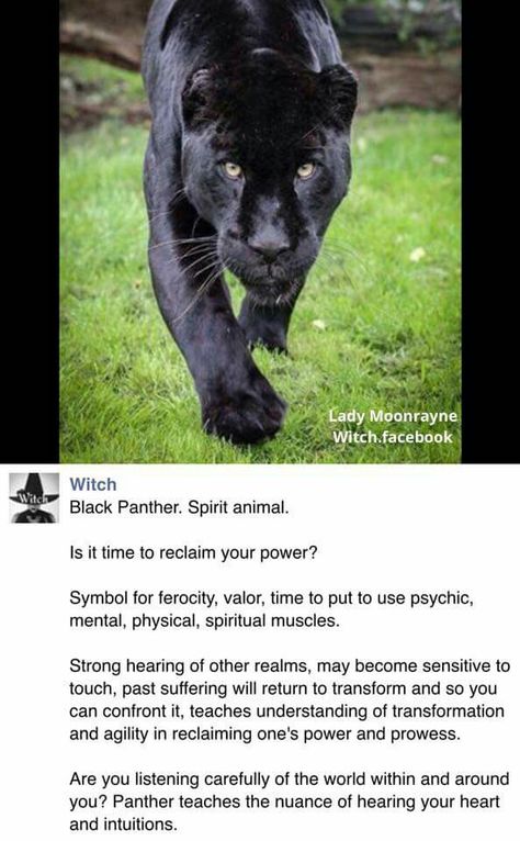 Black Panther Spirit Animal, Panther Symbolism, Panther Spirit Animal, Panther Spirit, Flag Tattoos, Spirit Animal Meaning, Totem Animals, Animal Meanings, Dream Core