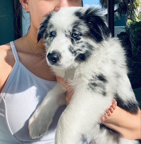 Blue Merle Australian Shepherd Puppy, Blue Merle Australian Shepherd, Australian Girl, Merle Australian Shepherd, Australian Shepherd Blue Merle, American Shepherd, Australian Shepherd Puppy, Australian Shepherd Mix, Australian Shepherd Puppies