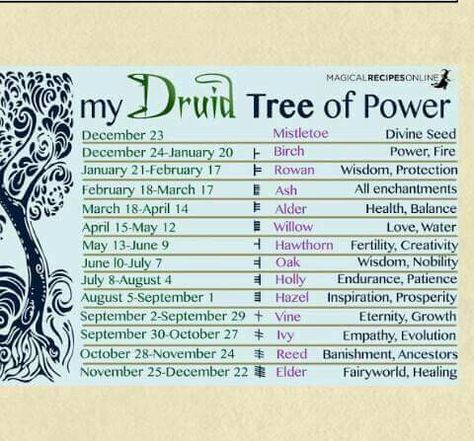 Ivy Symbolism, Ivy Meaning, Celtic Zodiac Signs, Celtic Tree Astrology, Druid Symbols, Celtic Symbols And Meanings, Celtic Zodiac, Spiritual Psychology, World Mythology