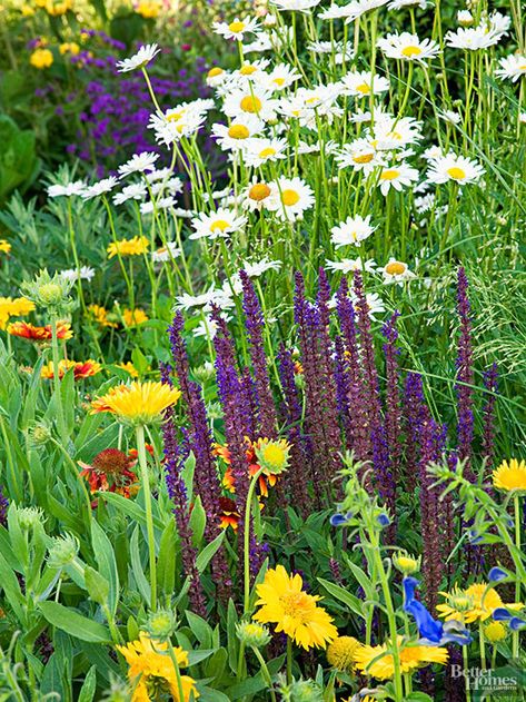 Grow a Living Bouquet If in doubt of what perennials to pair in your garden, think about what flowers would make a beautiful bouquet. Chances are, if perennials look good in a vase, they'll certainly look good in your garden. In this mixed border perennial salvia, yellow Gaillardia, black and blue sage, and Shasta daisy form a living flower arrangement. Shasta Daisy, Hardy Hibiscus, Fragrant Plant, Blue Sage, Garden Shrubs, Hardy Perennials, Plant Combinations, Flowering Shrubs, Ornamental Grasses