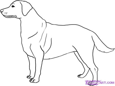 Labrador Retriever Drawing Simple, Labrador Sketch Drawings, Dog Sketch Labrador, Labrador Retriever Drawing Cartoon, Labrador Coloring Pages Free Printable, Fountain Pen Drawing, Black Labrador Retriever, Stitch Pictures, Sharpie Art