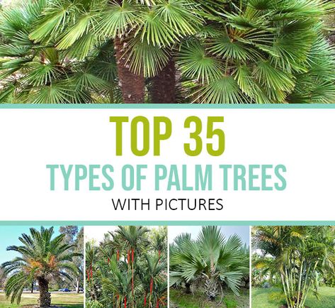 Top 35 Types of Palm Trees (with Pictures) Foxtail Palm Tree, Types Of Palm Trees, Florida Plants Landscaping, Palm Tree Types, Sago Palm Tree, Canary Island Date Palm, Florida Trees, Landscaping Along Fence, Florida Palm Trees