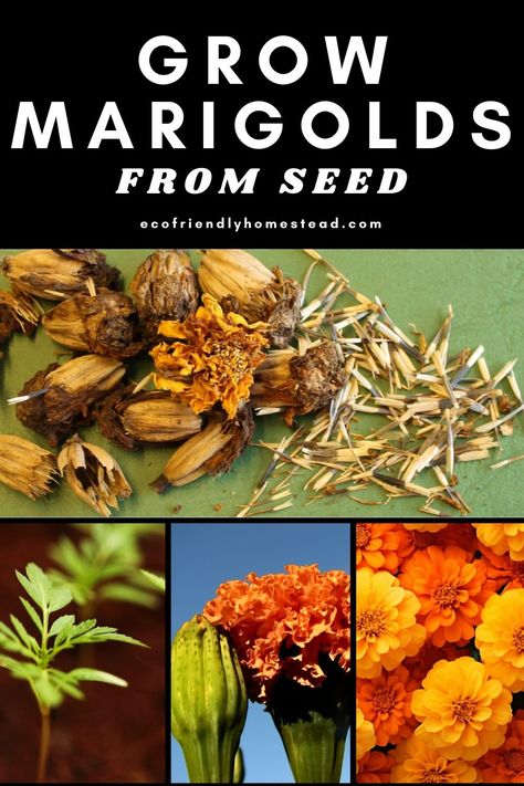 marigold ideas Dye Garden, Seed Growing, Growing Marigolds, Seed Germination, Botanical Dyeing, Sustainable Garden, Tips And Tricks, Garden Ideas, To Grow