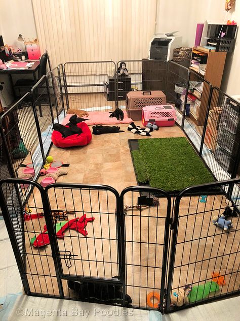 Puppy Litter Area Indoor Ideas, Dog Pens Indoor, Foster Puppy Set Up, Puppy Whelping Room Ideas, Puppy Whelping Area, Puppy Litter Box Ideas, Puppy Area Indoor Ideas, Puppy Pen Ideas, Puppy Pen Ideas Indoor