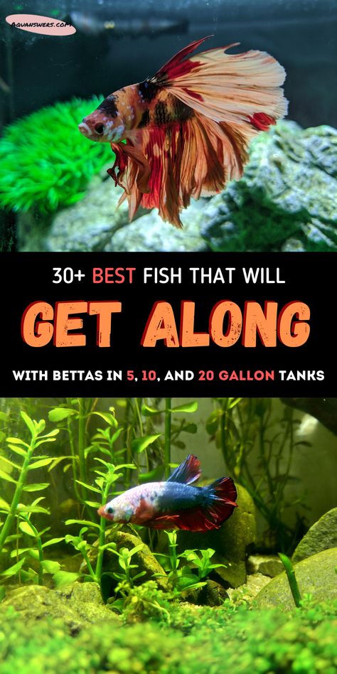 Best Live Plants For Beta Fish, Betta Fish Tank With Other Fish, 20gallon Fish Tank Ideas, Betta Fish Community Tank, Betta Tank Themes, 4 Gallon Fish Tank, 8 Gallon Fish Tank Ideas, 10 Gallon Freshwater Aquarium, 5 Gal Fish Tank Ideas