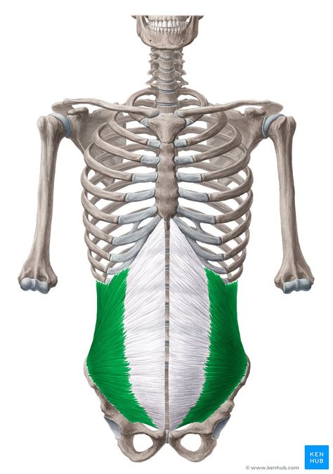 Internal abdominal oblique is a part of the abdominal wall muscles which participates mainly in flexing the trunk. Learn more about it at Kenhub! Abdominal Muscles Anatomy, Rectus Abdominis Muscle, Transversus Abdominis, Healing Diastasis Recti, Human Skeleton Anatomy, Thoracic Vertebrae, Human Anatomy For Artists, Anatomy Images, Gluteus Medius