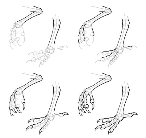 How to Draw a Bird Head Birds are extremely diverse, but their head has a structure universal to all of them. So let’s see how to draw a “universal bird head”. Start with an oval. Some species will be easier to draw with a 篇circle, others with an ellipse. ￼ Define the perspective of the skull with some directing lines. ￼ ￼ Mark the jaw joint on the bottom of the skull. Draw a long curve defined by the bottom of the upper jaw. The beak is wide near the base and narrows toward the tip. ￼ Draw the Bird Feet Drawing, Feature Drawing, How To Draw Birds, Crows Drawing, Draw Birds, Feet Drawing, Drawing Lines, Bird Sketch, Wings Drawing