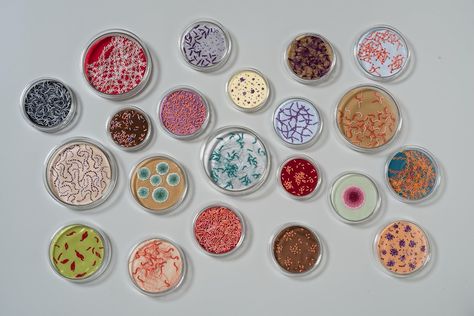 Bacteria embroidery<br/>Petri dish art<br/>Petri dish embroidery — Ruth Tabancay Petri Dish Bacteria, Bacteria Embroidery, Bacteria Petri Dish, Bacteria Art, Bacteria Shapes, Red Wine Chicken, Petri Dish Art, Wax Moth, Microscopic Cells