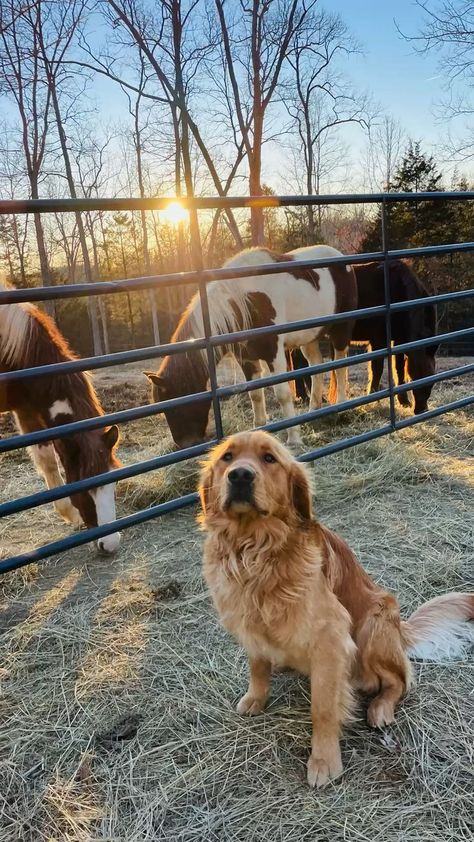 Horse And Golden Retriever, Farm Golden Retriever, Ranch Dogs Aesthetic, Golden Retriever Farm Dog, Golden Retriever On Farm, Country Golden Retriever, Dogs On Farm, Cute Farm Dogs, Farm Dog Aesthetic