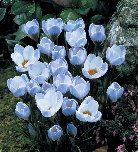 Snow Crocus 'Blue Pearl' Saffron Flower, Crocus Bulbs, Crocus Flower, Spring Flowering Bulbs, Garden Bulbs, Spring Sign, Garden Care, Bulb Flowers, Planting Bulbs