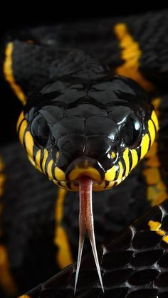 Download Snake wallpaper by Lonewolf12477 - 38 - Free on ZEDGE™ now. Browse millions of popular snake Wallpapers and Ringtones on Zedge and personalize your phone to suit you. Browse our content now and free your phone Snake Photos, Regard Animal, Wild Animal Wallpaper, Colorful Snakes, Pretty Snakes, Snake Wallpaper, Yellow Snake, Lion Wallpaper, Cute Reptiles