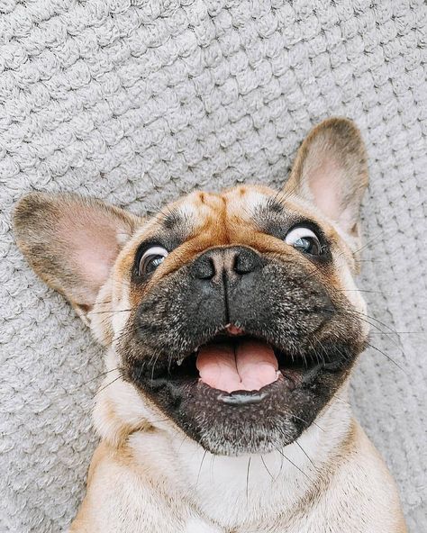 French Bulldog Fanpage’s Instagram post: “Show us your happy face! 😄😍🐕❤️🐾 👉 Fun Frenchie Merch Link In Bio! 👉 Regular Features Per Purchase! 🛍️ Store link in bio! . . .  Reposted…” Funny French Bulldogs, Toy French Bulldog, Face Fun, French Bulldog Funny, Heartwarming Photos, Funny French, French Bulldog Gifts, Cute French Bulldog, French Bulldog Puppies