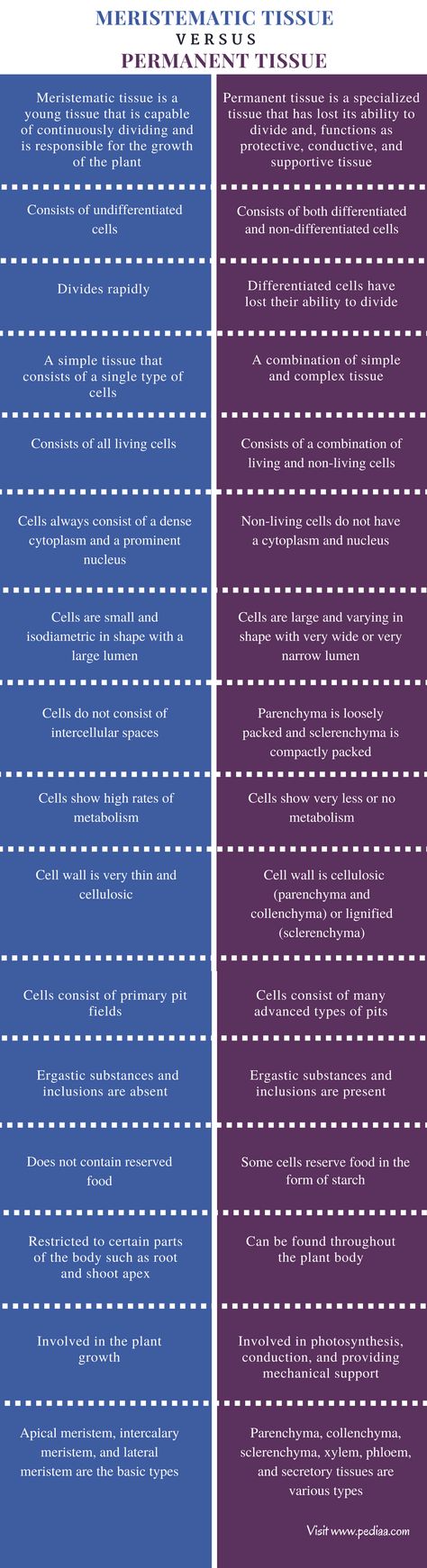 Difference Between Meristematic Tissue and Permanent Tissue - Comparison Summary Meristematic Tissue, Biology Lover, Plant Anatomy, Anatomy Notes, Bio Notes, Learn Biology, Science Homework, Study Biology, Skin Moles