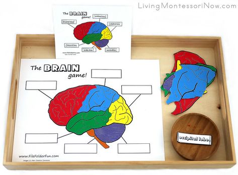 Preschool Body Theme, Brain Breaks Elementary, Brain Diagram, Growth Mindset Book, Brain Puzzle, Parts Of The Brain, Brain Craft, Human Body Activities, Teaching Shapes